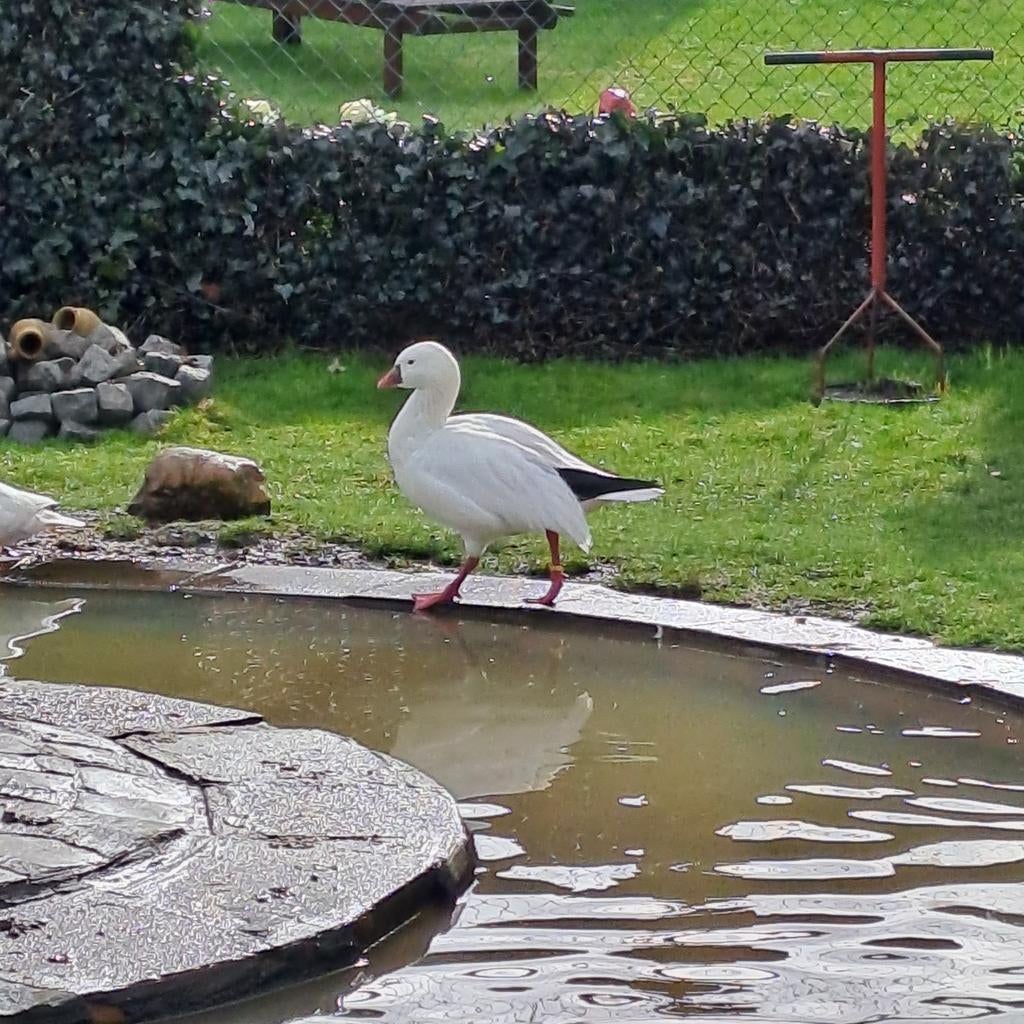 Ross gans gevraagd vrouw overjarig
