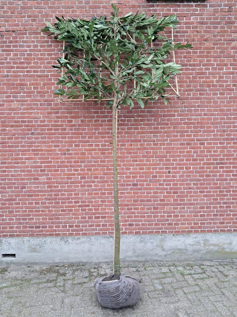 Leilaurier laurier leiboom Caucasica, Jardin & Terrasse, Plantes | Arbres, Espalier, Enlèvement