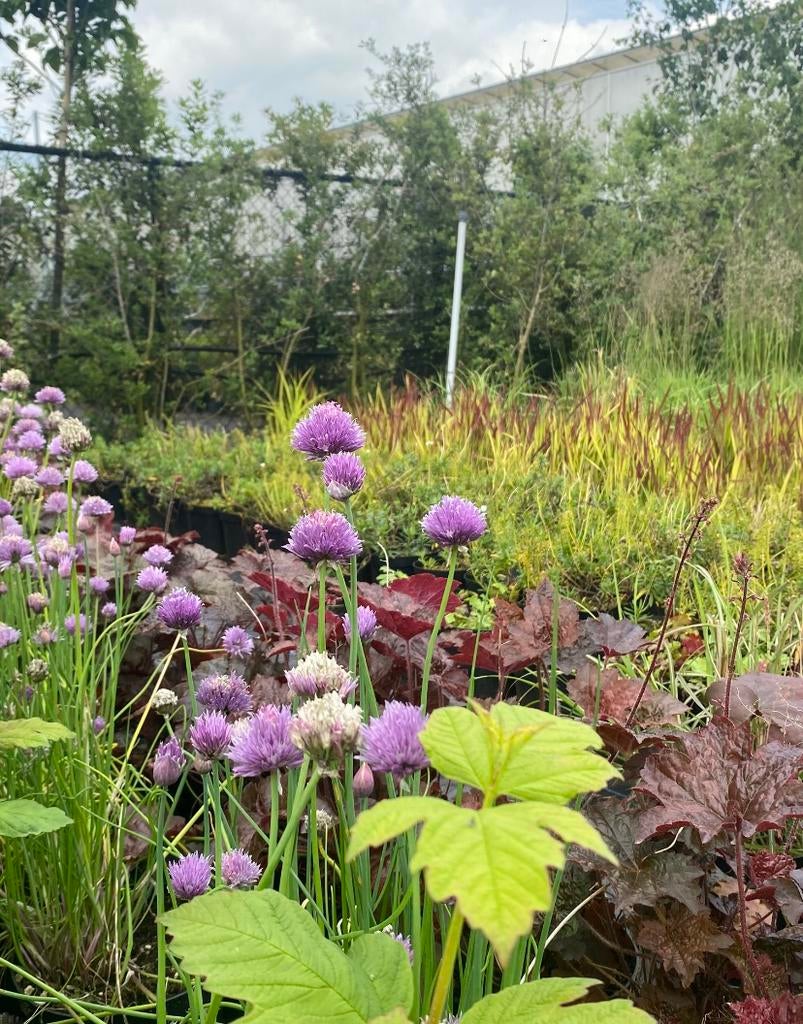 Alium sphaerocephalon p9