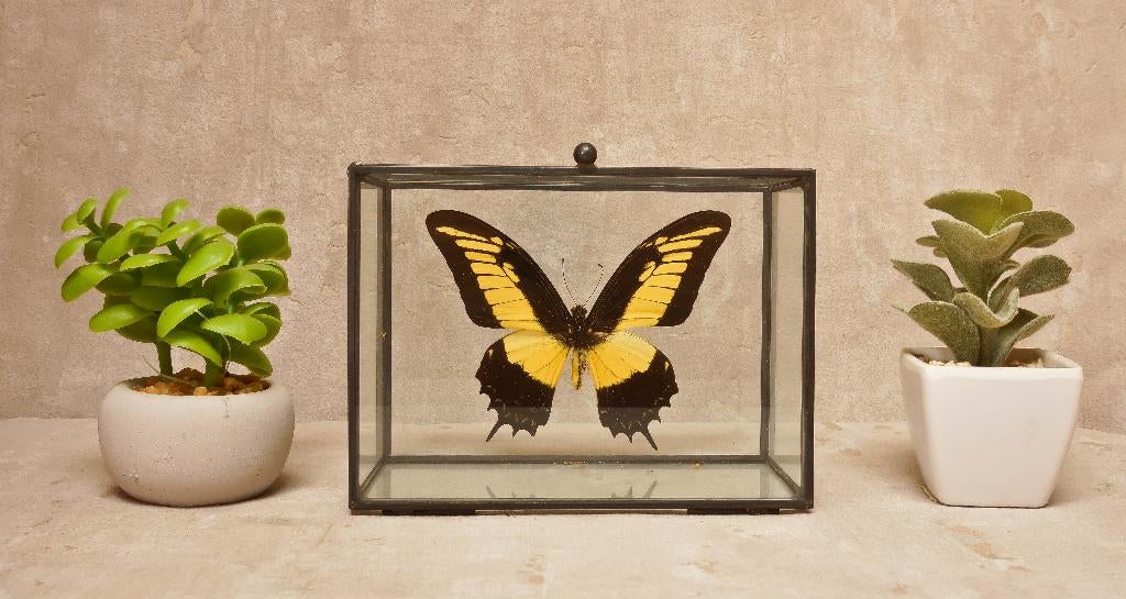 vlinder in glazen box, Autres espèces