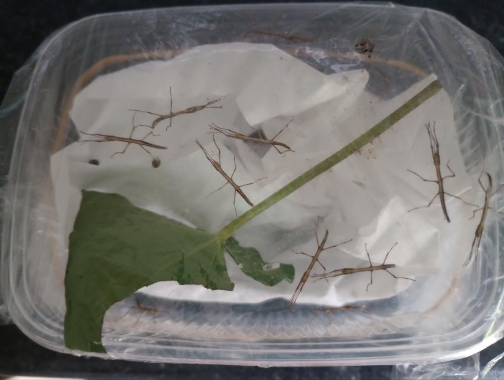 GRATIS baby wandelende takken, Dieren en Toebehoren, Insecten en Spinnen