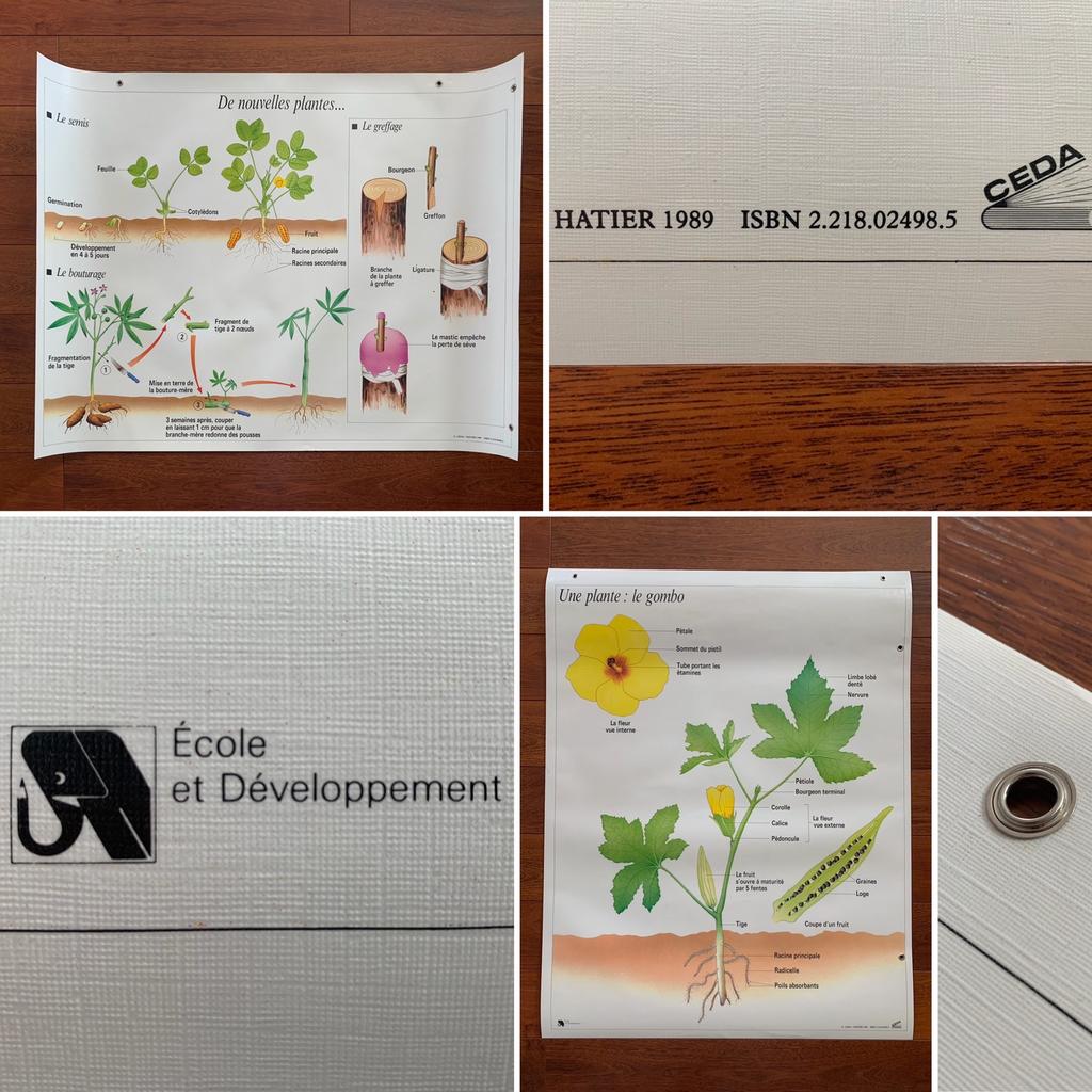 Affiche Scolaire CEDA / HATIER « Plantes » (1989), Enlèvement ou Envoi