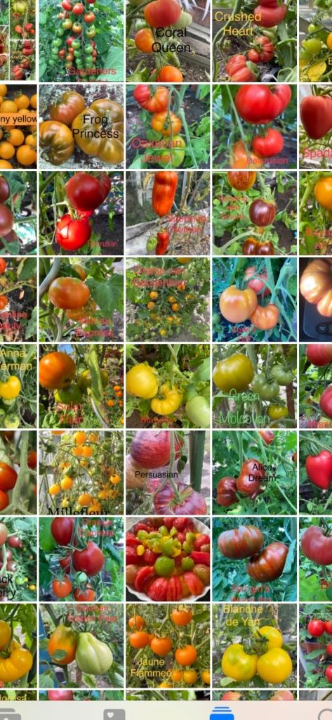 Biologische tomatenzaden. Grote sortering zaden te koop., Tuin en Terras, Verzenden, Voorjaar, Volle zon, Zaad