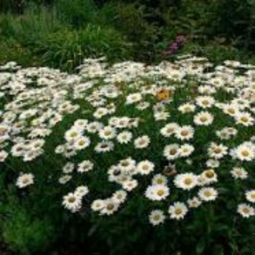 Leucanthemum of Margriet, Tuin en Terras, Ophalen