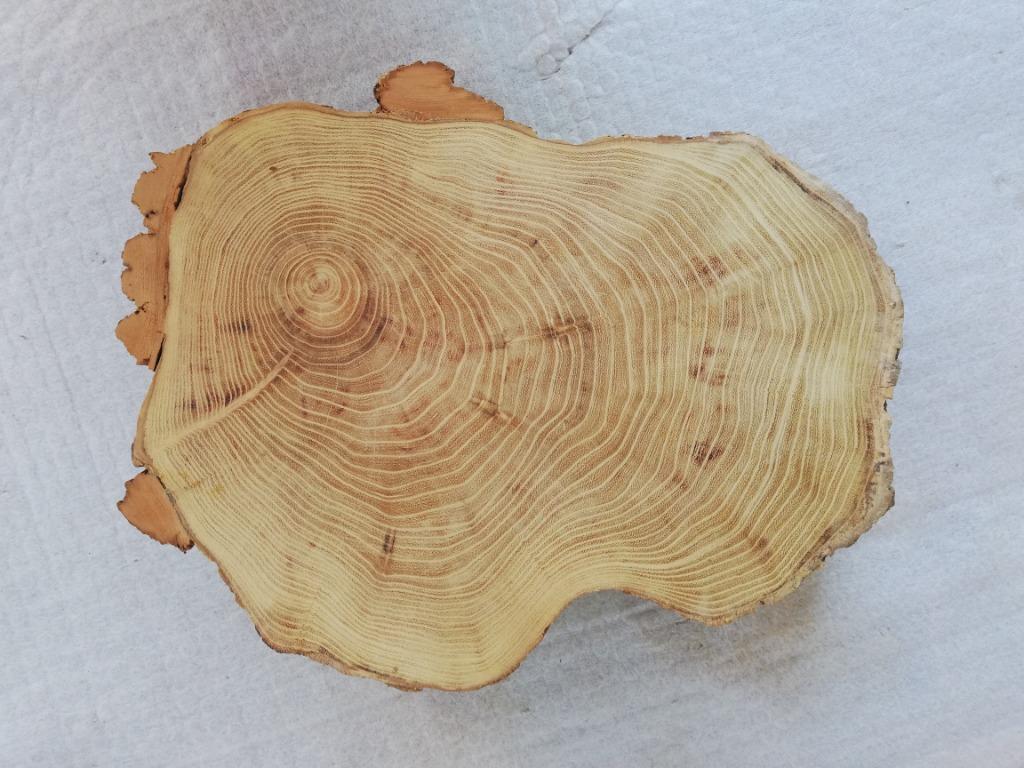 Boomstamschijf Robinia, geschuurd aan één zijde, 6cm dik, Enlèvement ou Envoi, Neuf, Autres essences de bois