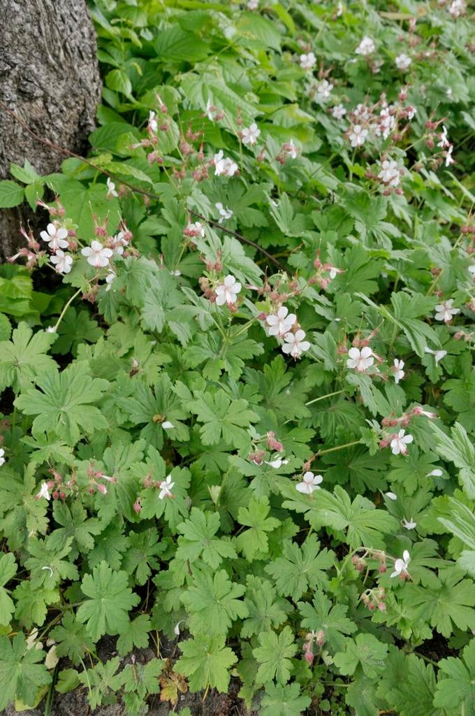 Mooie makkelijke bodembedekker, geranium spessart, Tuin en Terras, Ophalen, Winter