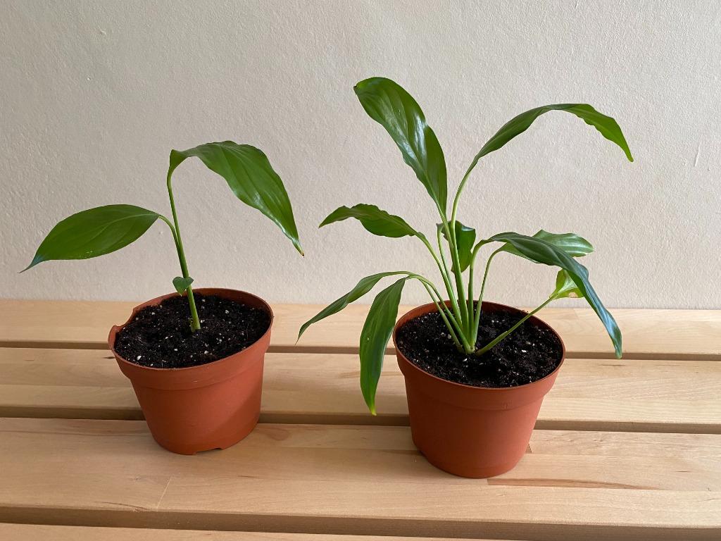 Mooie stekjes lepelplant/vredeslelie, eigen kweek, 2 euro/st, Ophalen, Overige soorten, Halfschaduw, In pot