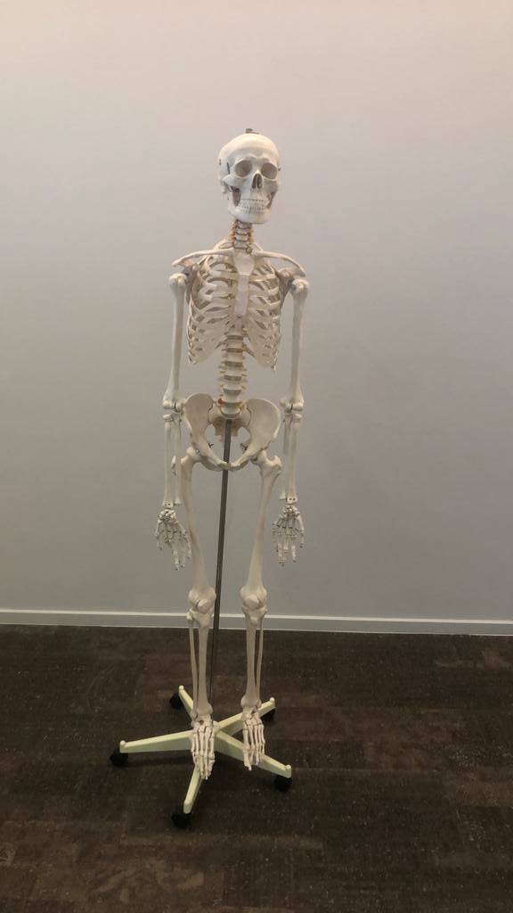 Anatomisch Skelet, Ophalen, Gebruikt, Overige typen