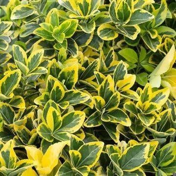 Euonymus, Enlèvement