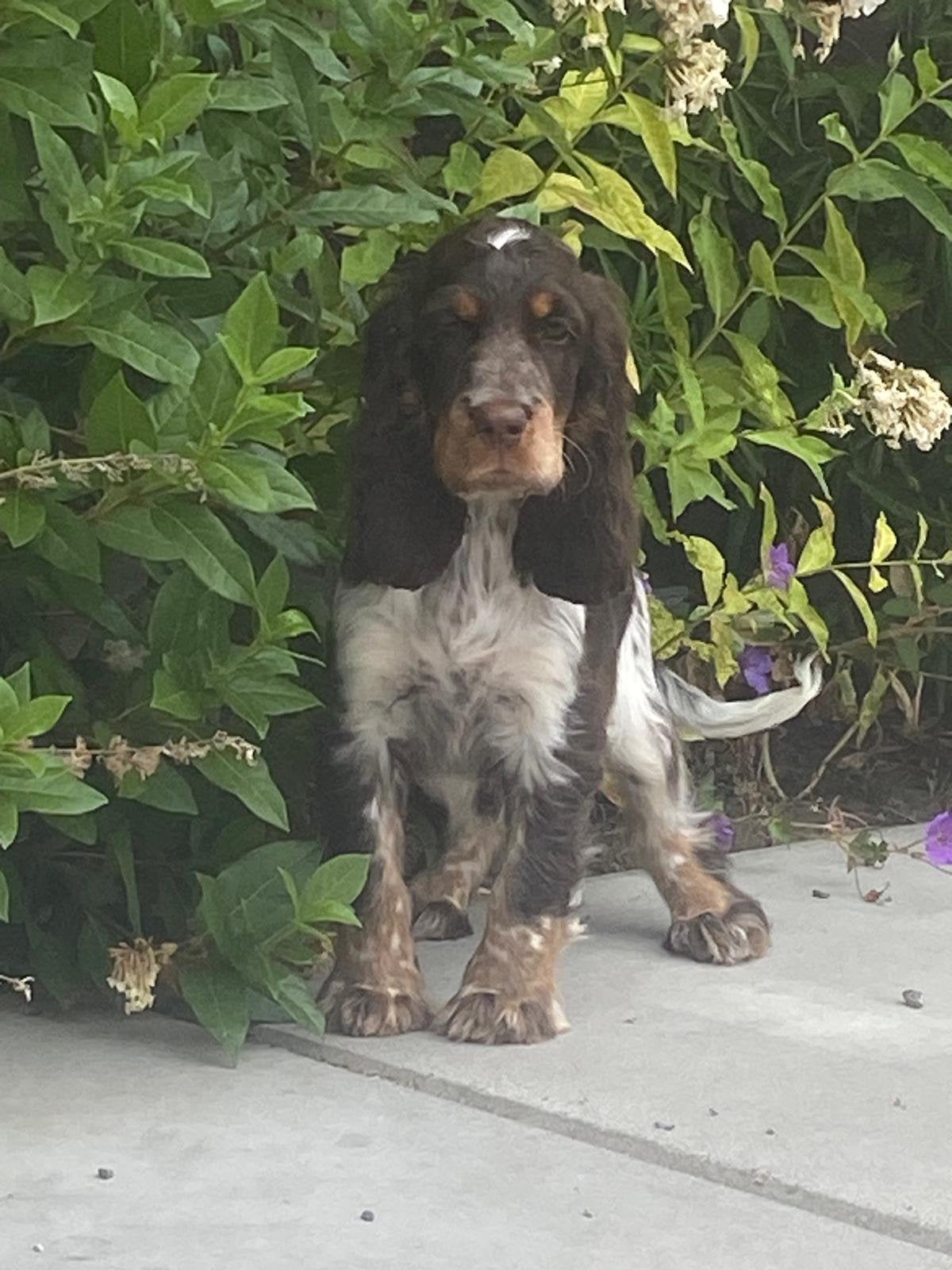 Male de cocker spaniel anglais, Animaux & Accessoires, Chiens | Retrievers, Épagneuls & Chiens d'eau, Chien (mâle), Maladie de Carré (chiens)
