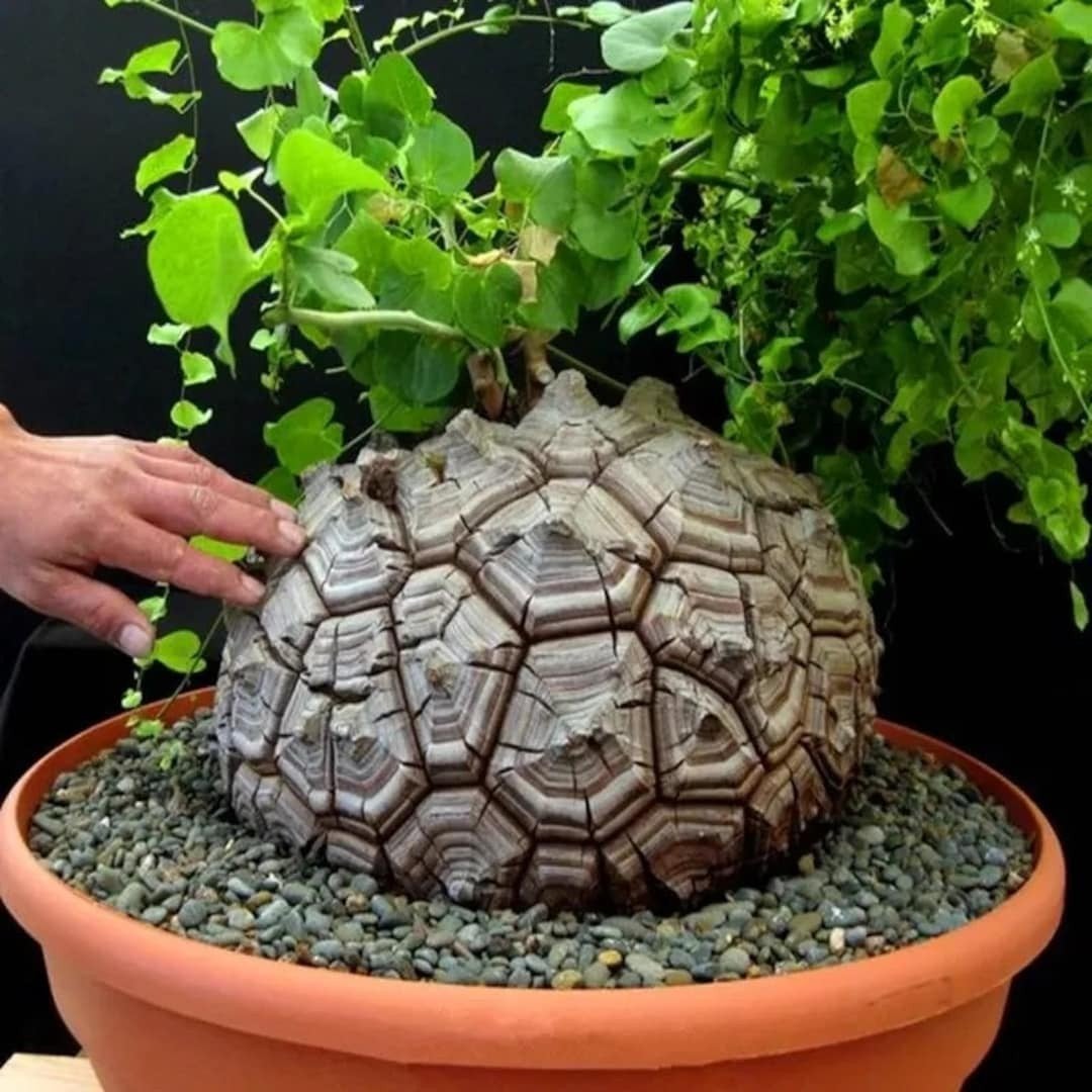 Plante de caudex de tortue Dioscorea Elephantipes, Enlèvement ou Envoi