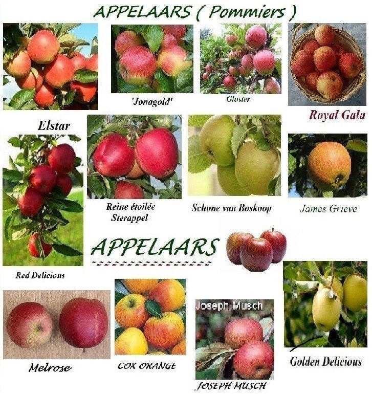 FRUITPLANTEN/-BOMEN: APPEL, PERZIK, KERS, VIJG, MOERBEI, ..., Ophalen of Verzenden, Lente, Vaste plant, Fruitplanten