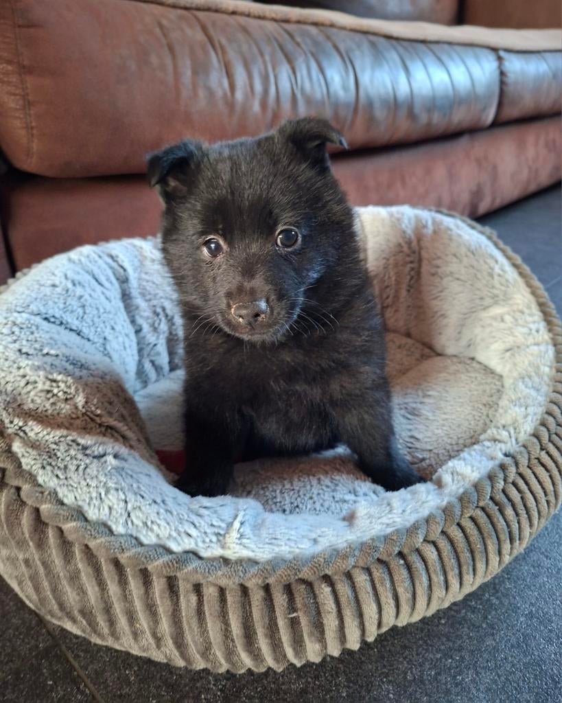 Schipperke puppy, Animaux & Accessoires, Chiens | Bergers & Bouviers, Chien (mâle), 8 à 15 semaines, Éleveur | Loisir, Un chien