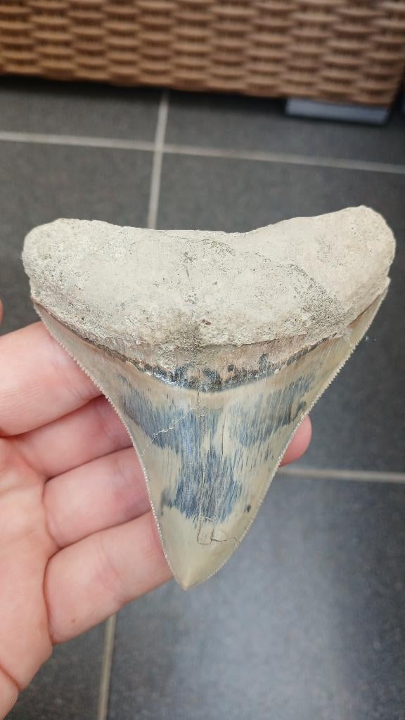 Dent de requin fossile de mégalodon d'Indonésie, Collections, Enlèvement ou Envoi, Fossile