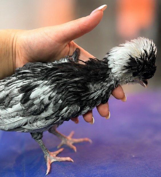 Kuifhoen / padua kuiken (90% hen)