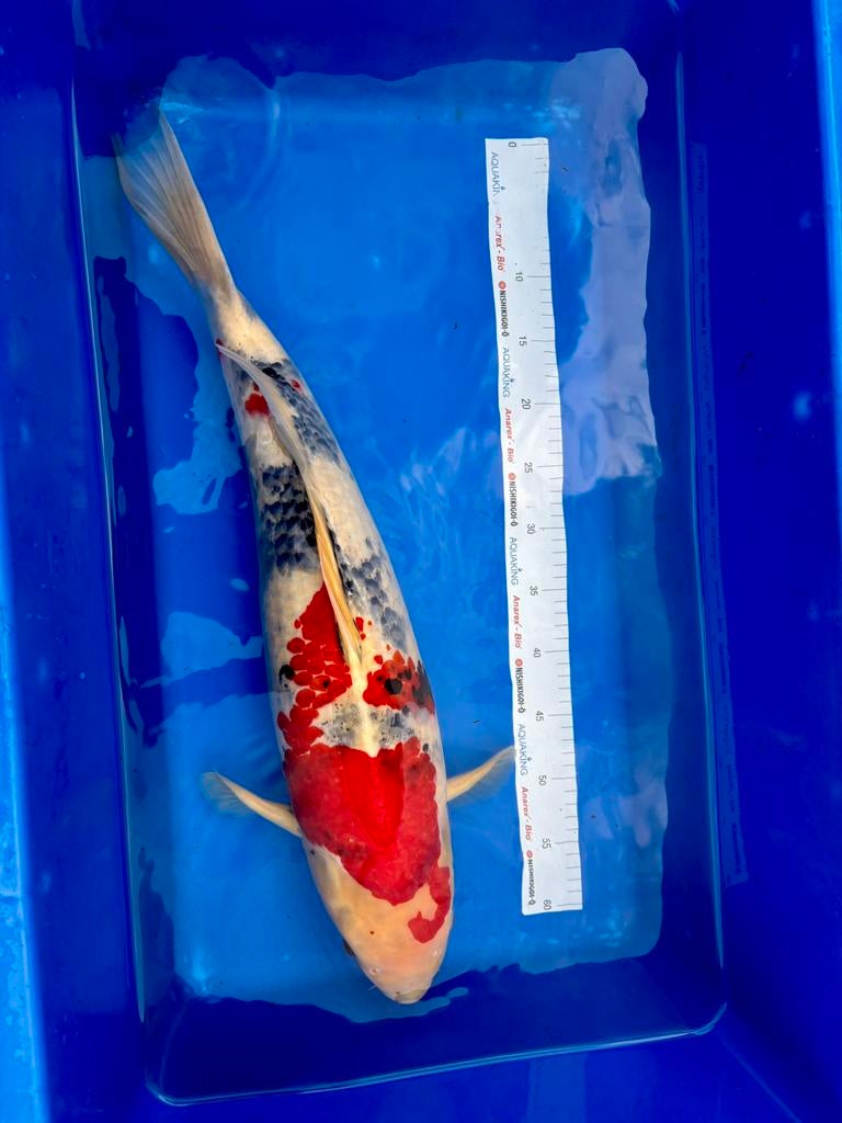 Japanse koi - dainichi - 60 cm - showa - 3 jaar