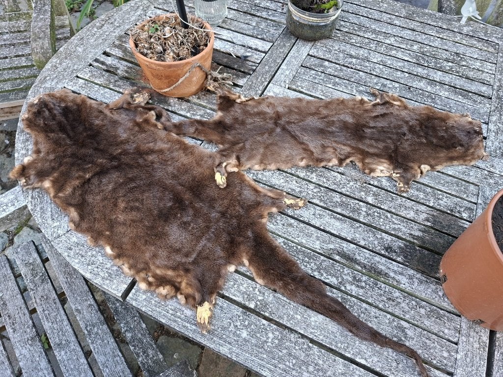 2 bever-otter gelooide vellen, Ophalen of Verzenden