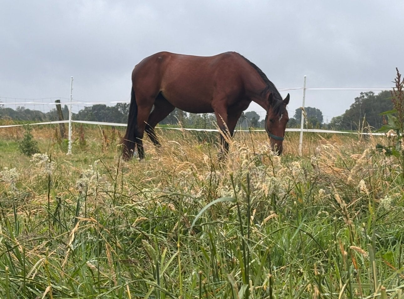 Super lieve draver, Dieren en Toebehoren, Merrie, Met stamboom, Zadelmak, 3 tot 6 jaar