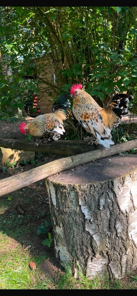 Haan, Dieren en Toebehoren, Mannelijk