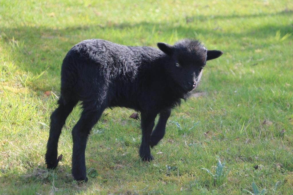 Ouessant lammetjes, Meerdere dieren, Schaap, 0 tot 2 jaar
