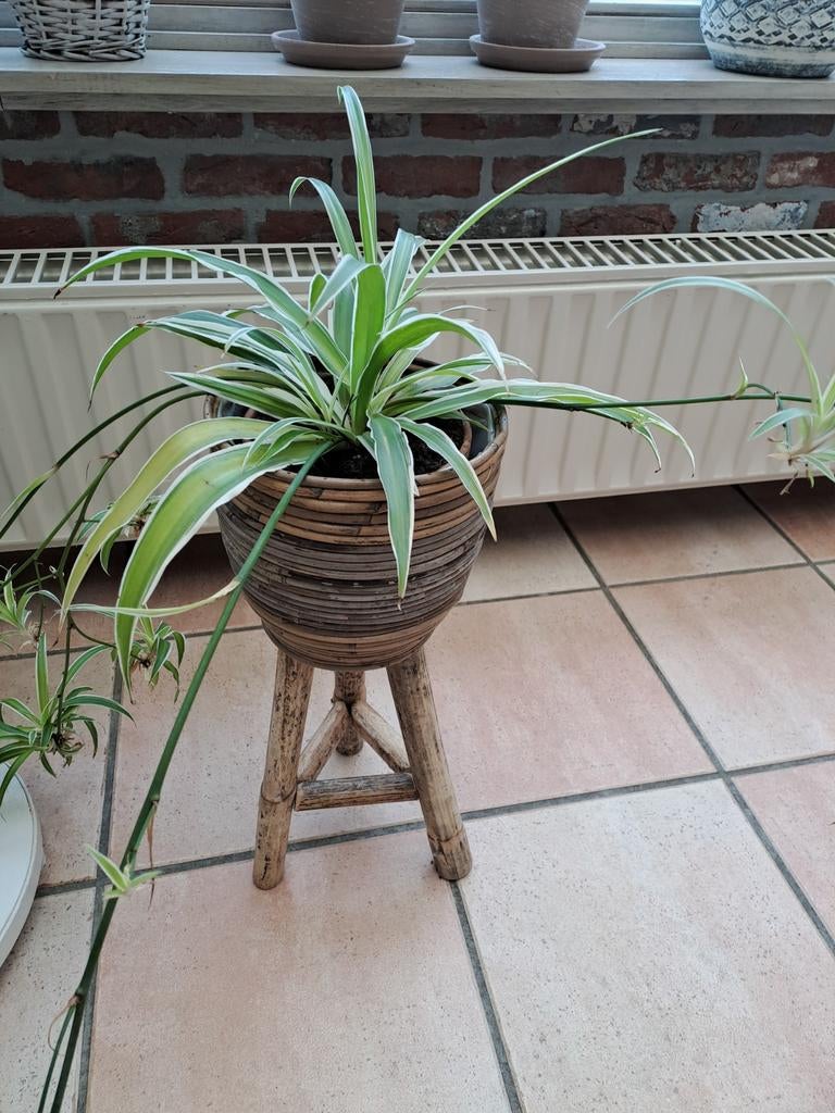 Kamerplant, graslelie, Ophalen