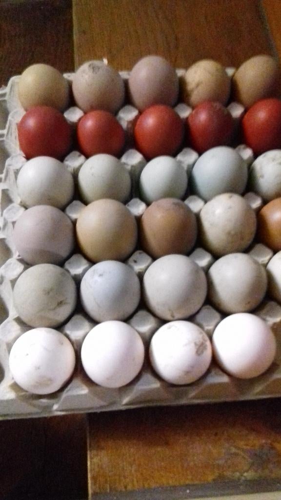 broedeitjes Marans of olijflegger, Kip