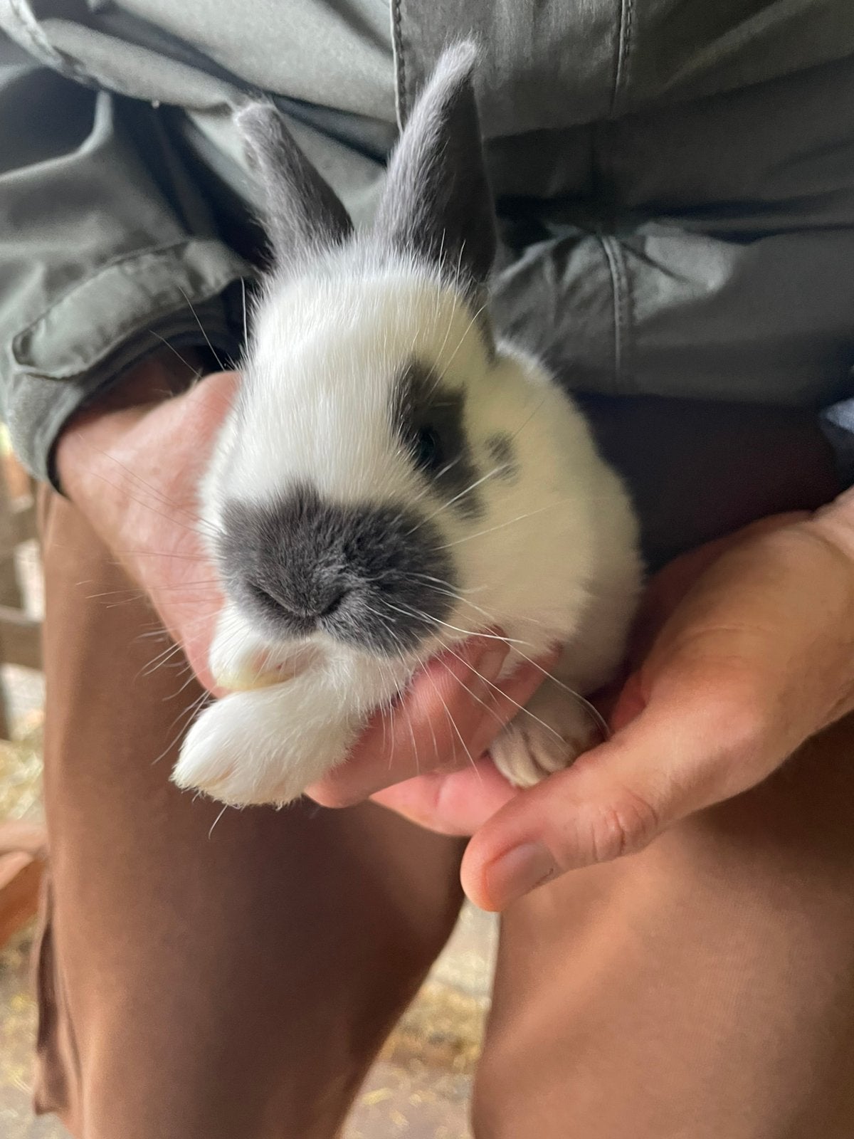 Groot-Lotharinger reuzevlinders blauw, Dieren en Toebehoren, Meerdere dieren, Groot, 0 tot 2 jaar