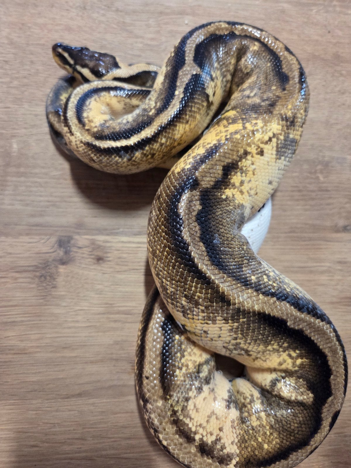0.1 Pastel pied ball python Ball Python photo 3