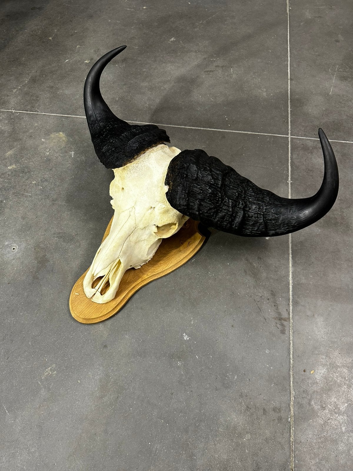 Buffel schedel, Enlèvement, Comme neuf, Crâne