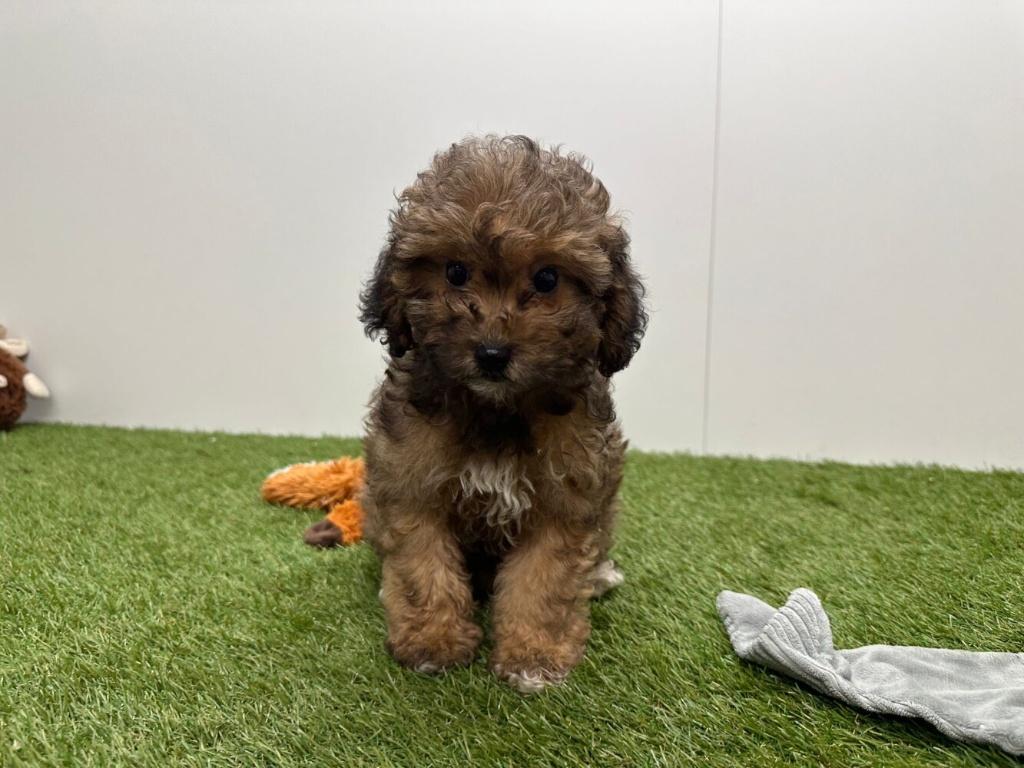 Havapoo pups, België, 8 tot 15 weken, Parvo, Meerdere