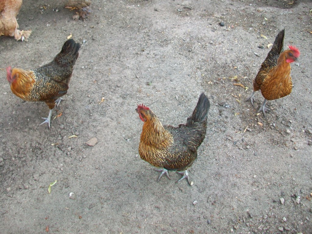 legkippen te koop van 2025, Dieren en Toebehoren, Vrouwelijk, Kip