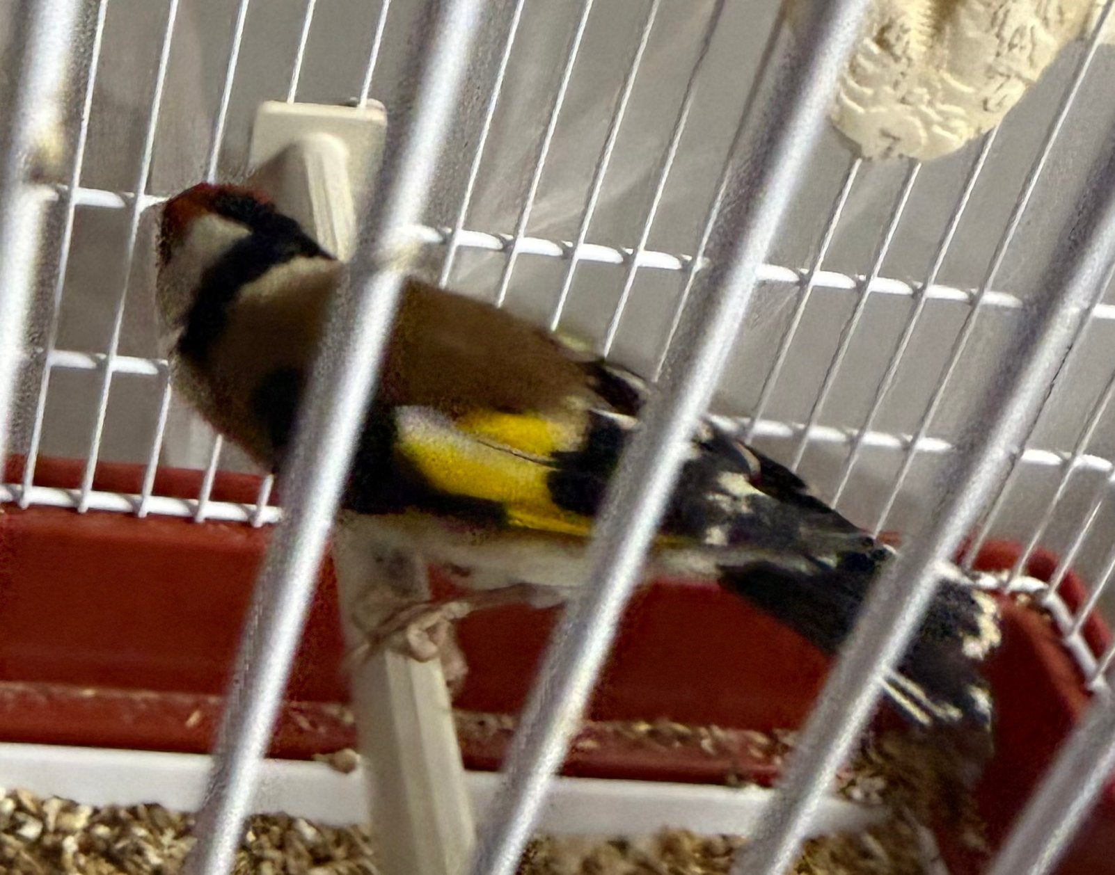 Chardonneret parva, Mâle