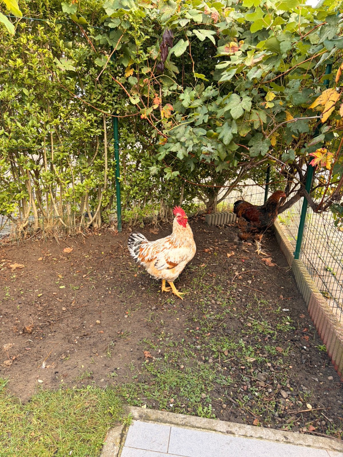 Coqs poules, Animaux & Accessoires, Enlèvement ou Envoi