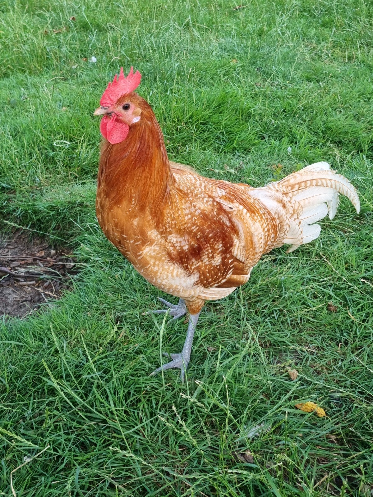 Jeune coq Brakelhoen (mars 2026) - couleur chamois, Animaux & Accessoires, Volatiles