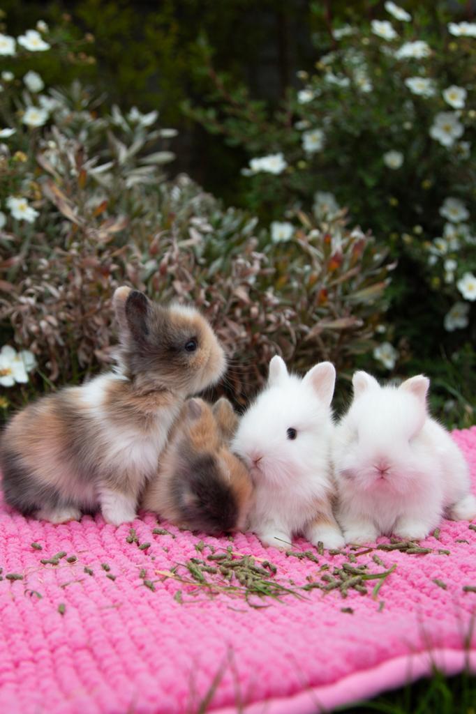 Jonge konijnen leeuwenkopjes, Dieren en Toebehoren, Konijnen