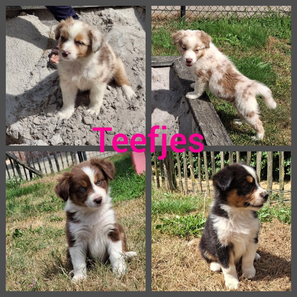 Raszuivere Australische herder pups, Dieren en Toebehoren, Parvo, België, Particulier, 8 tot 15 weken