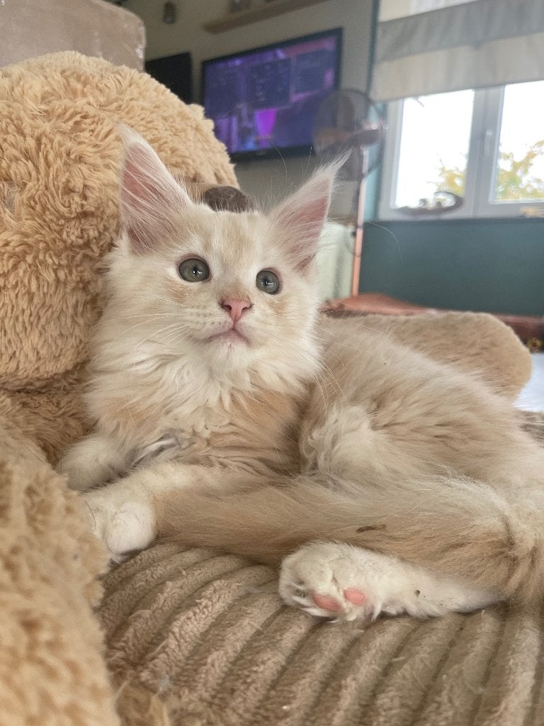 Maine coon kittens, Meerdere dieren, 0 tot 2 jaar