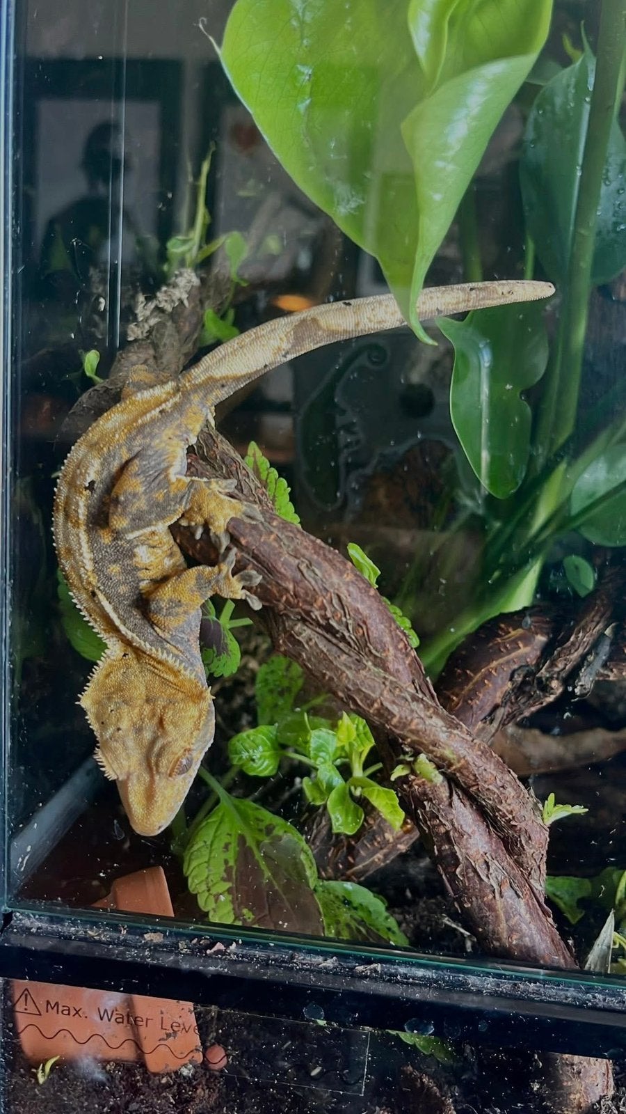 À VENDRE — Gecko à crête femelle | 2 ans et demi, Animaux & Accessoires, Reptiles & Amphibiens, 0 à 2 ans, Avec terrarium