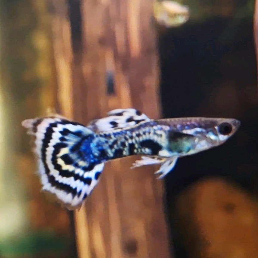 Raszuivere guppies, Poisson, Poisson d'eau douce