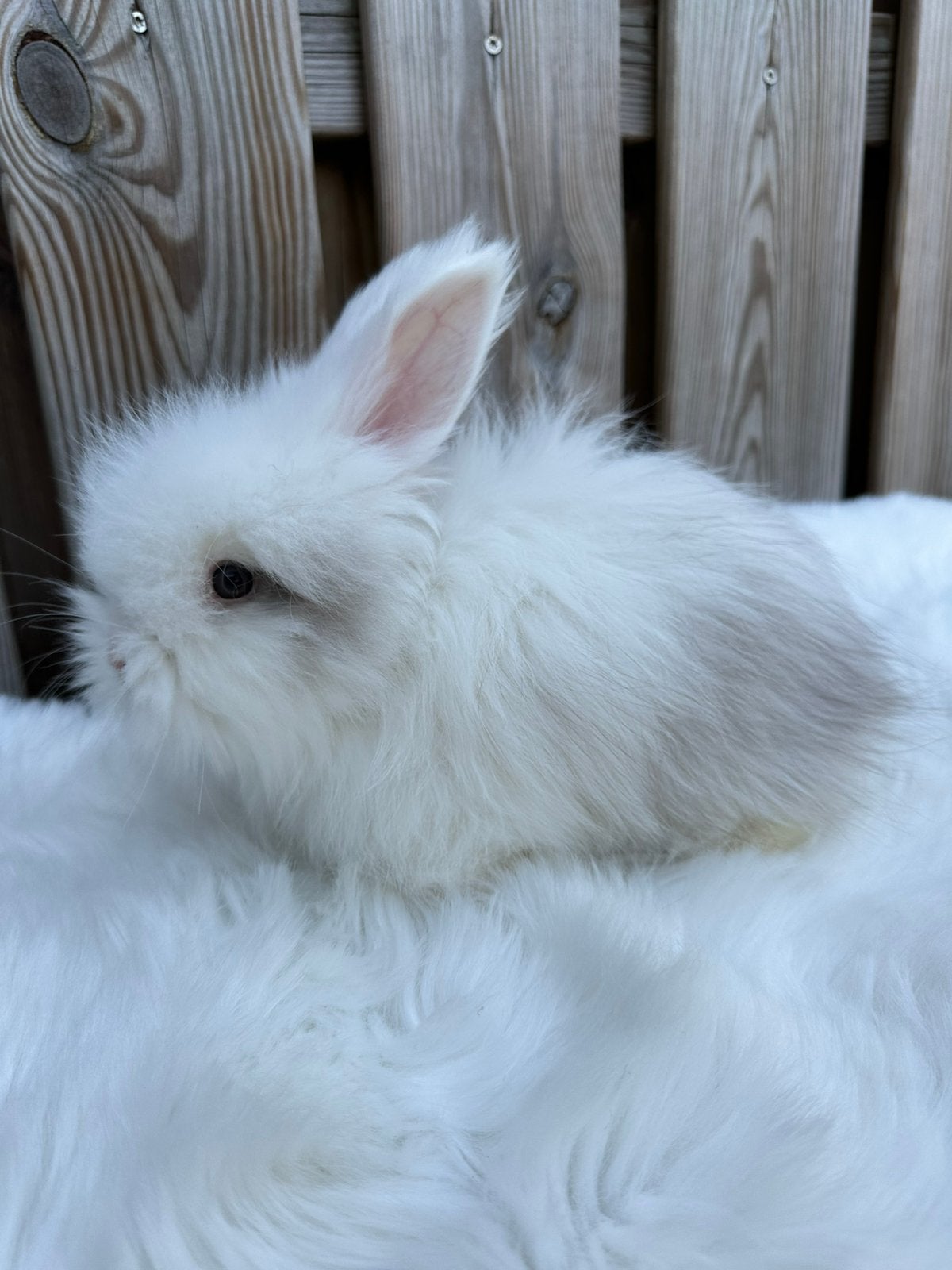 Ras zuivere Engelse Angora, Dieren en Toebehoren, Konijnen