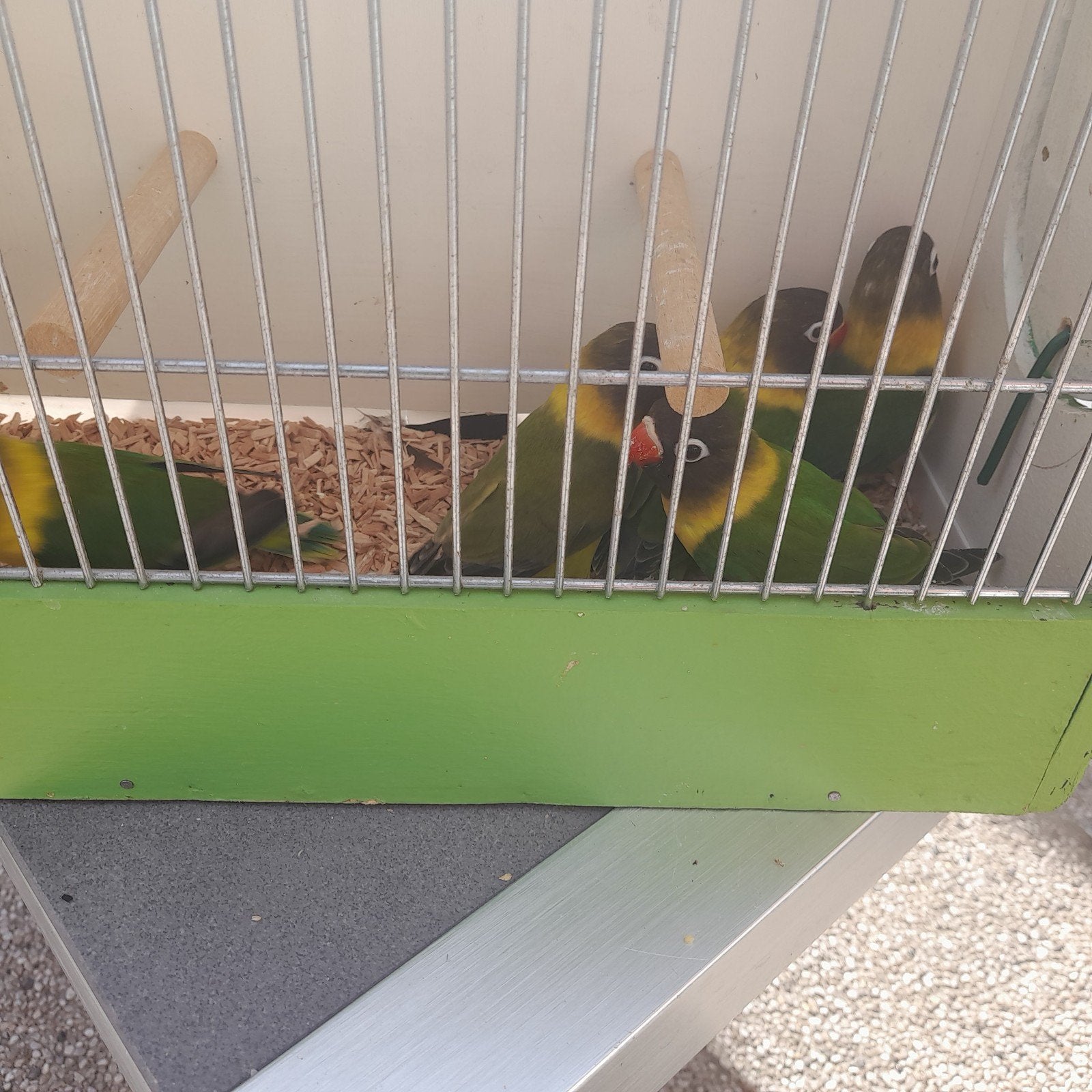 vogels