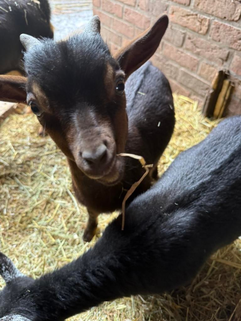 Bokje 4,5 maanden oud, Dieren en Toebehoren, Mannelijk, Geit, 0 tot 2 jaar