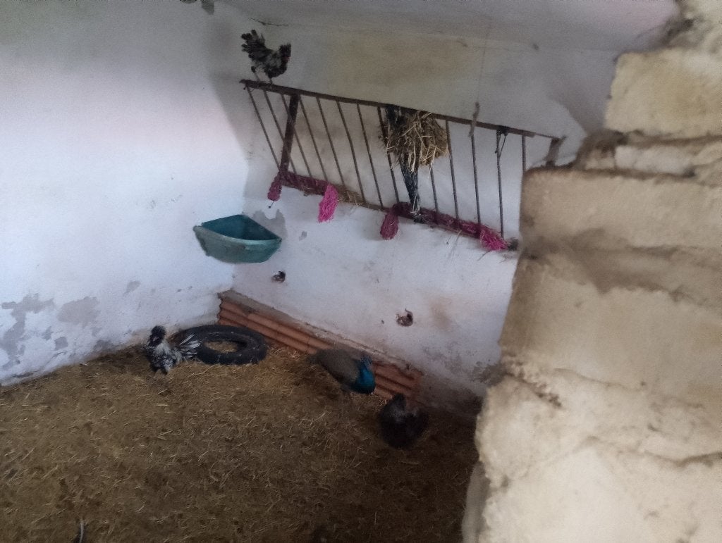 Pauwen, Dieren en Toebehoren, Vrouwelijk, Overige soorten