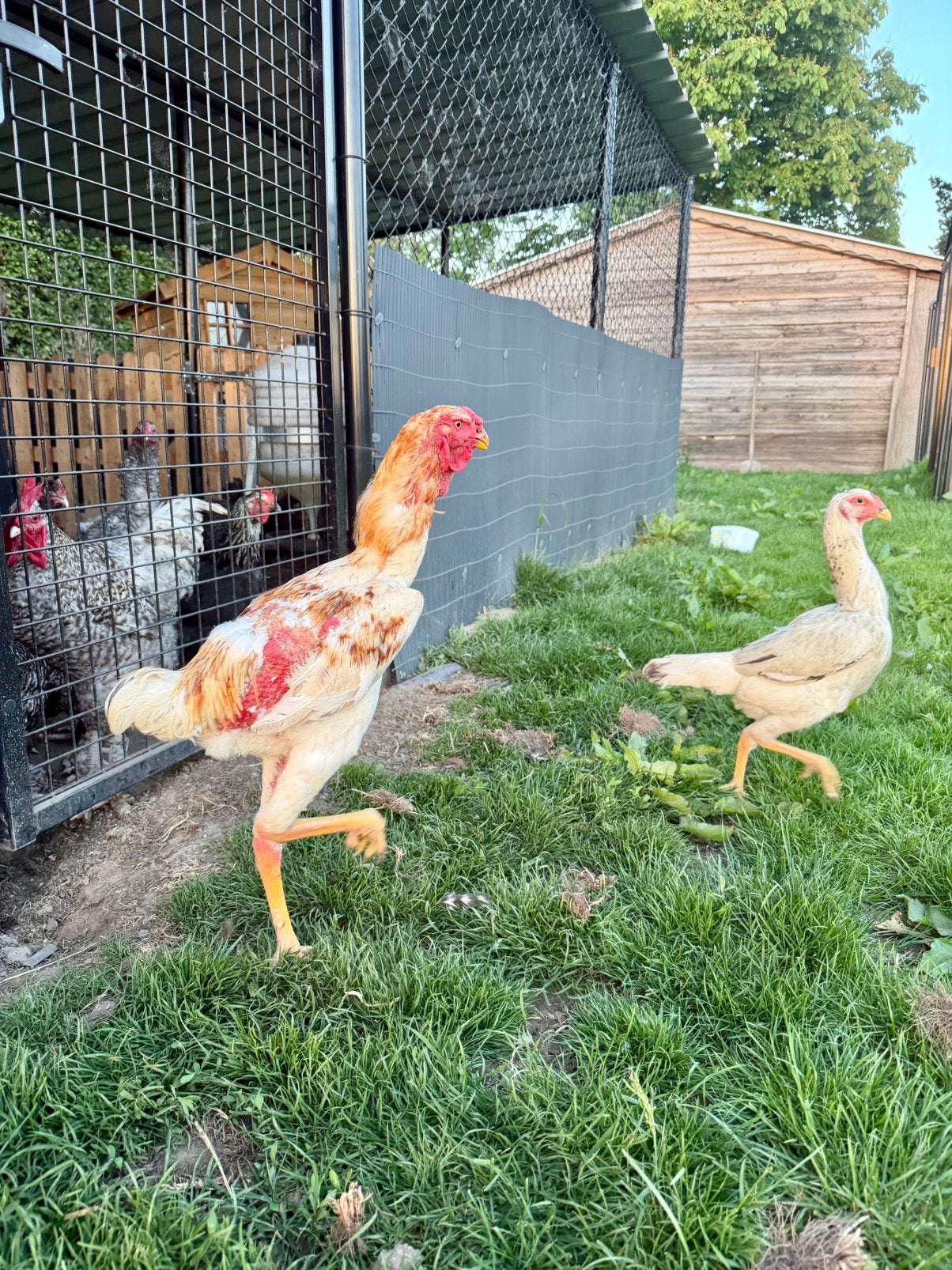 Koppeltje indio gigante