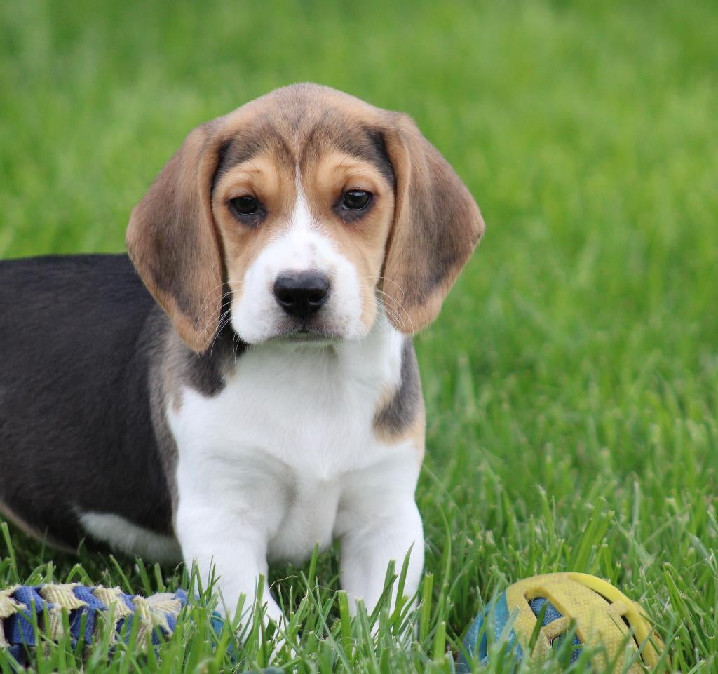 Beagle pups, Dieren en Toebehoren, Honden | Beagles, Bassets en Lopende honden, Meerdere dieren, Beagle, Fokker | Professioneel