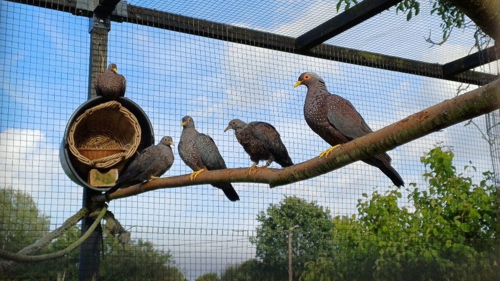 olijfduiven 2025-2026, Dieren en Toebehoren, Vogels | Duiven, Overige soorten, Meerdere dieren