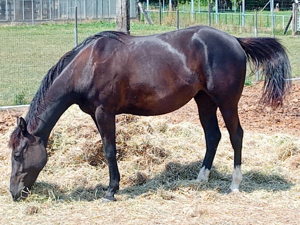 3 jarige merrie, Animaux & Accessoires, Chevaux, Avec puce électronique, Débourré, Moins de 160 cm, Cheval de récréation