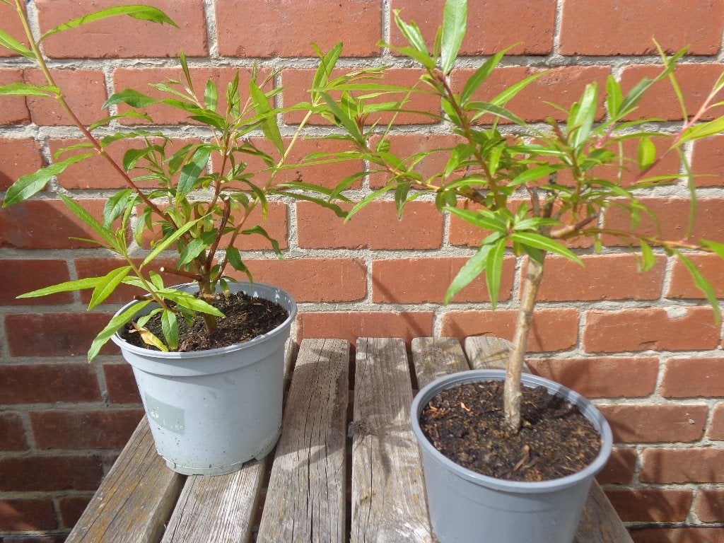 Japanse Bandwilg, Tuin en Terras, Planten | Struiken en Hagen, Ophalen, Struik