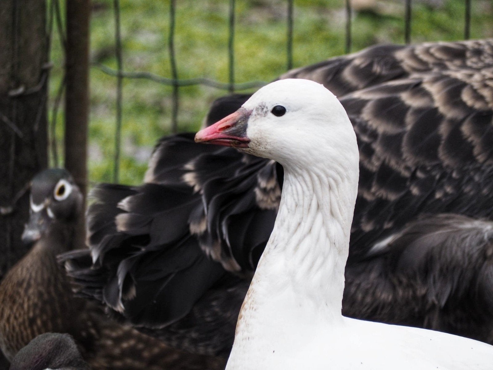 ganzen rossgans, Dieren en Toebehoren, Vrouwelijk, Gans of Zwaan