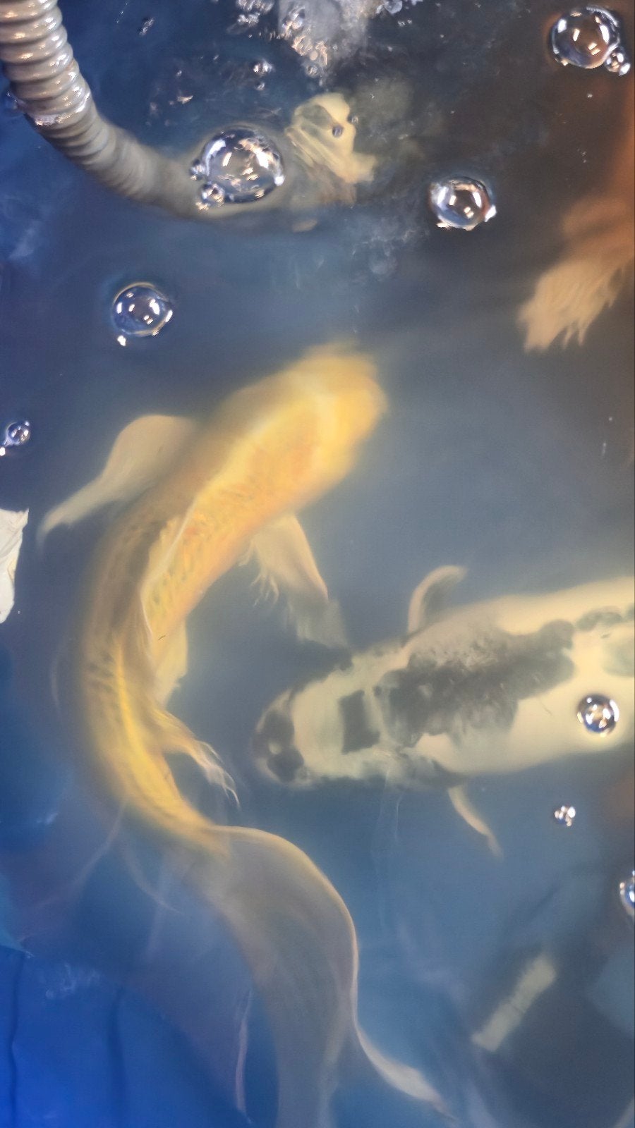 Koi Karpers / Groot en Klein, Dieren en Toebehoren